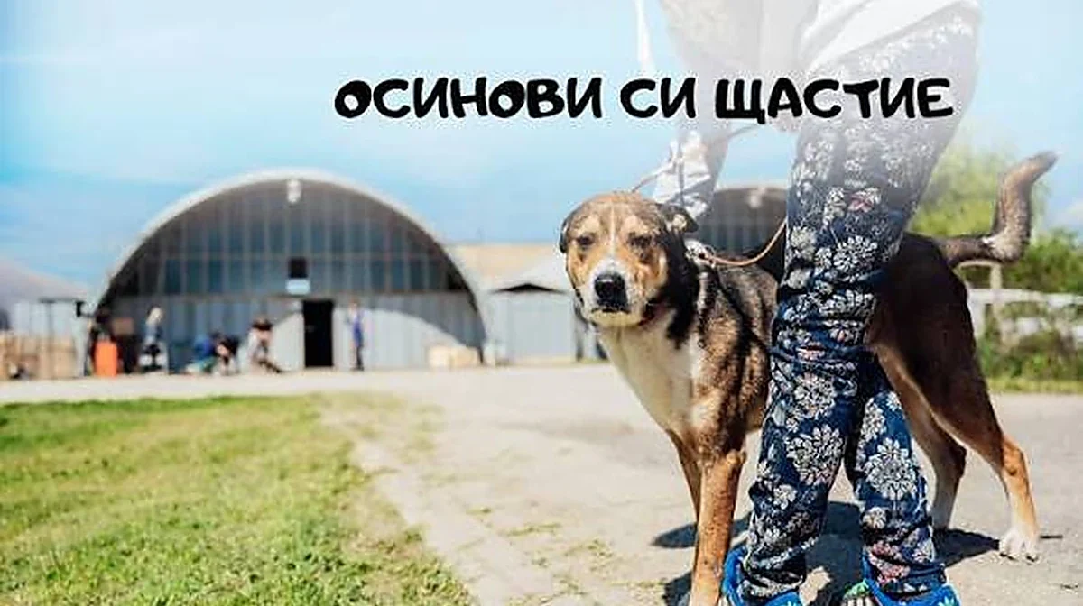 Осиновяване от приюта в Каменар: кучето излиза кастрирано и без годишна такса